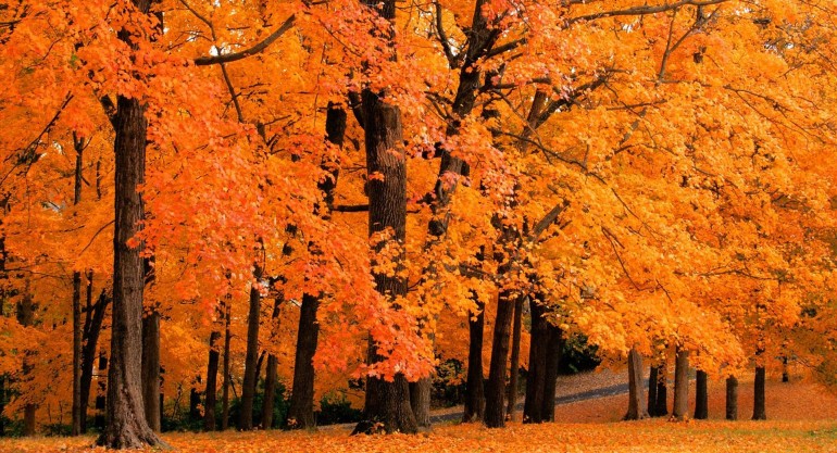 Tips to Get Your Home Fall-Ready