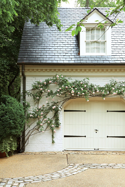 Vine climbing up the garage
